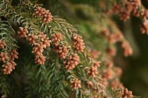 花粉食物アレルギー症候群
